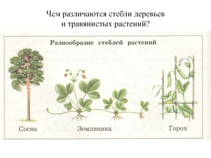 Стебли травянистых растений таблица. Типы стеблей травянистые и деревянистые. Травянистый стебель. Стебель травянистого растения.