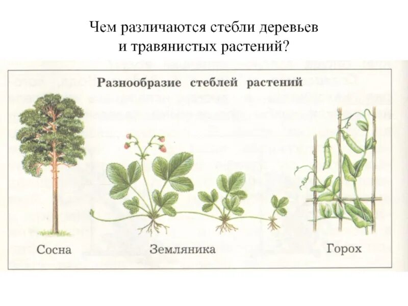 Чем различается строение