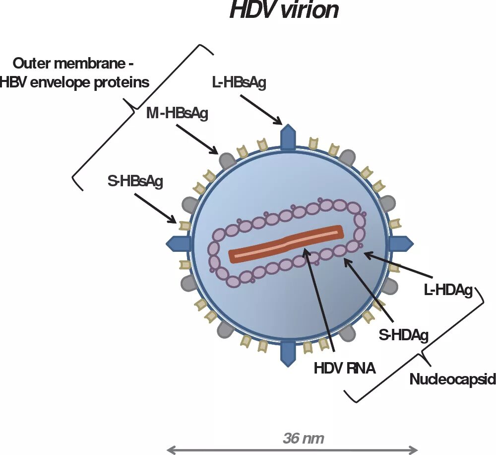Строение вируса гепатита Дельта. Вирус гепатита d строение. Строение вируса гепатита в. Вирус гепатита д антигенная структура.