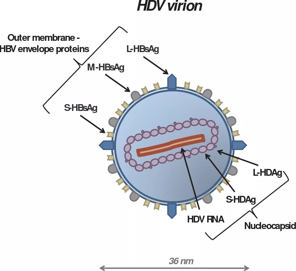 Поражаемые структуры гепатита в. Строение вируса гепатита Дельта. Вирус гепатита d строение. Строение вируса гепатита в. Вирус гепатита д антигенная структура.