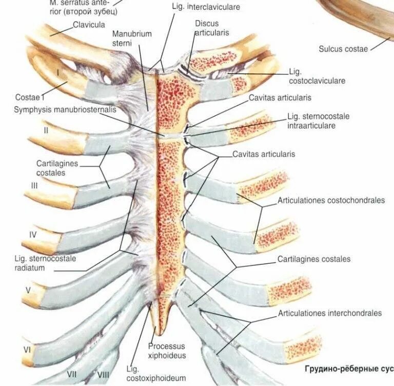 Грудино реберный сустав. Соединение ребер с грудиной анатомия. Суставы грудной клетки анатомия. Межхрящевые суставы ребер.