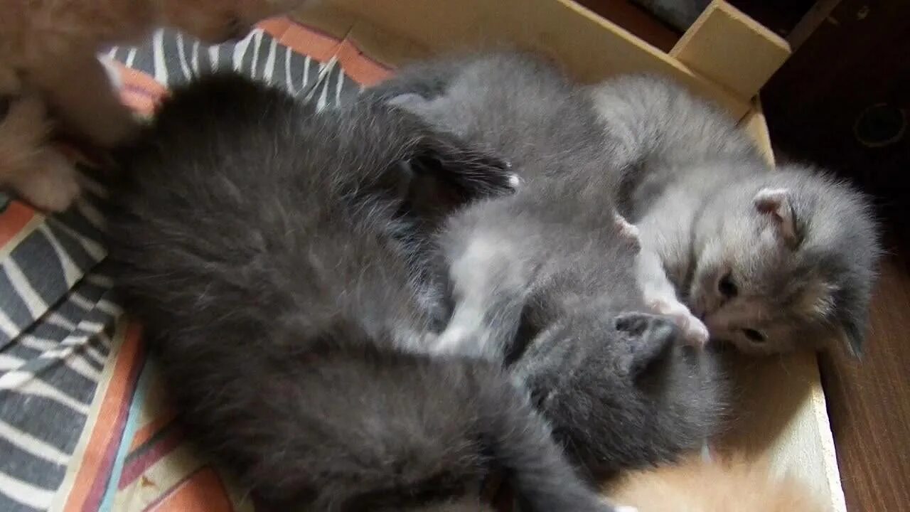 Когда котята начинают есть сами. Когда котёнок начинает сам кушать. Полугодовалый котенок. Обычное поведение котенков. Когда котёнок начинает сам кушать.