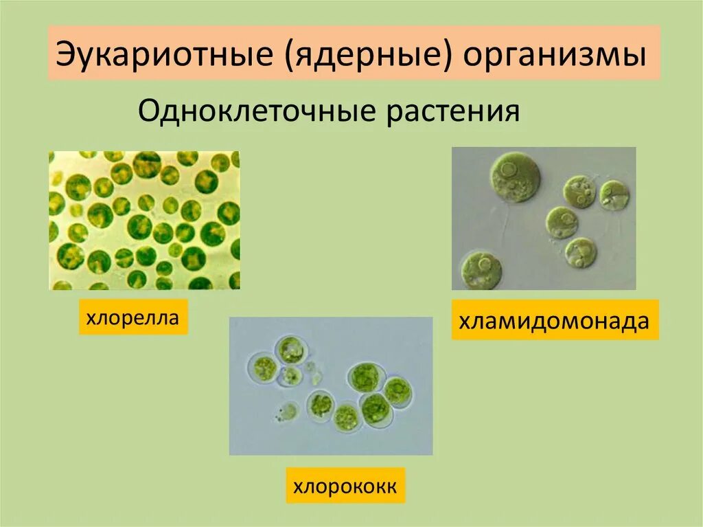 Хлорелла какая группа организмов