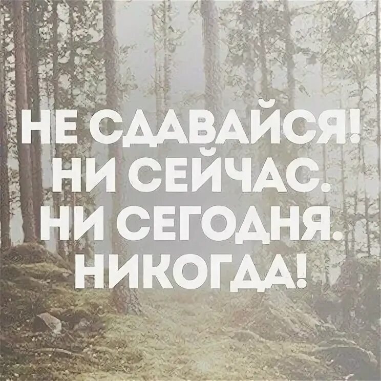 Никогда не сдавайся!. Цитаты никогда не сдаваться. Сдаются только. Никогда не сдавайся плакат с лягушкой. Никогда не сдавайся!.