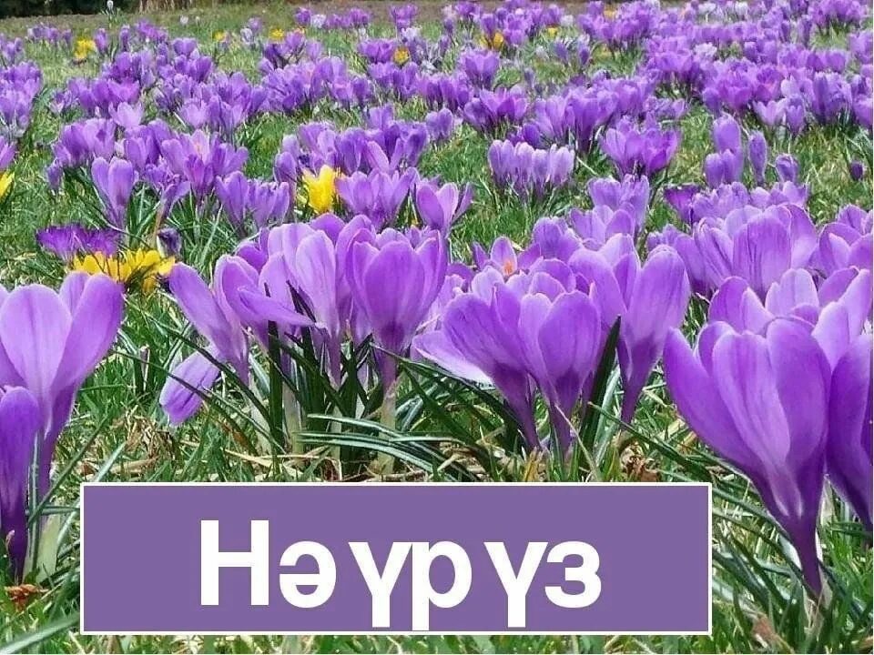 Открытка на навруз на татарском. Навруз цветы. Науруз бэйрэм. Весенние цветы Навруз. Навруз плакат.
