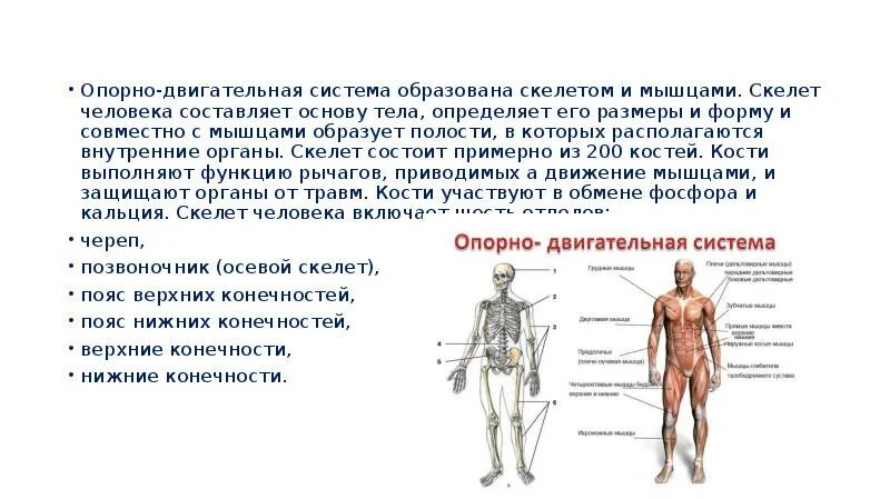 Строение и функции и значение опорно двигательной системы человека. Из чего состоит опорно двигательная система органы. Строение опорно-двигательной системы человека (мышечная система).. Опорно двигательная система человека доклад 4 класс. Что составляет основу человека