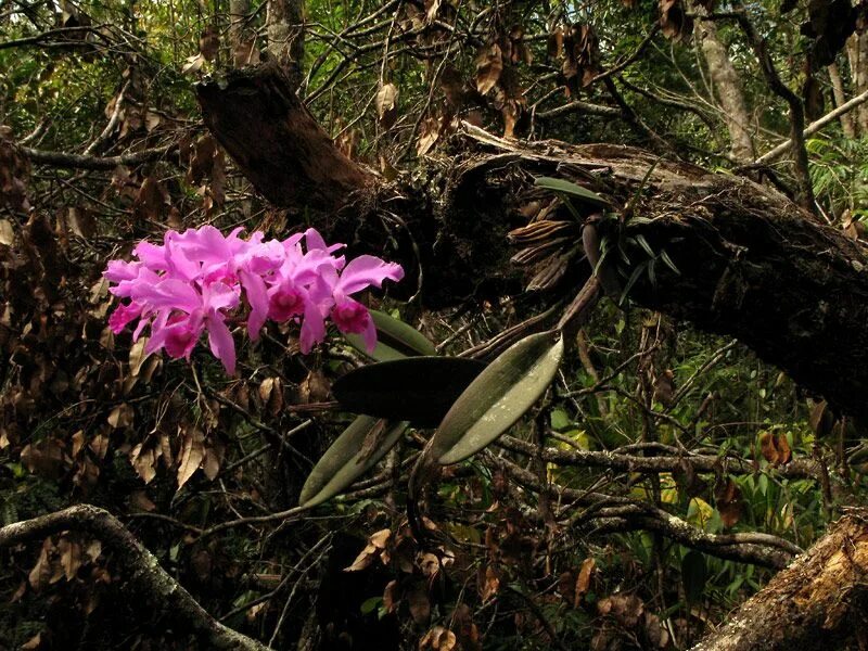 Эпифит и дерево тип. Орхидея эпифит. Эпифиты Дендробиум. Фаленопсис эпифит. Фаленопсис в дикой природе.