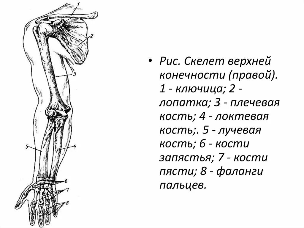 Скелет верхней конечности рисунки. Плечевой пояс и скелет верхних конечностей. Кости верхней конечности ключица. Лопатка ключица плечевая кость анатомия. Скелет верхней конечности анатомия ключица.