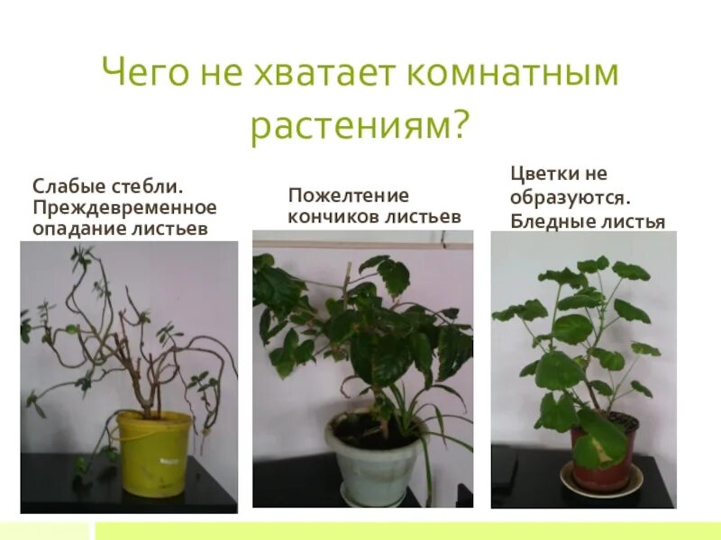 Недостаток света у растений. Избыток света для растений. Растения при недостатке влаги. Чего не хватает комнатным растениям.