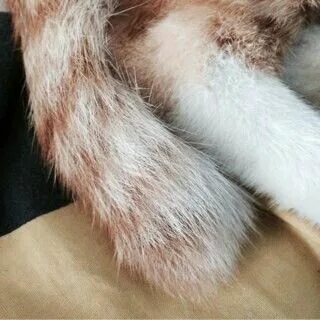 Mine tail