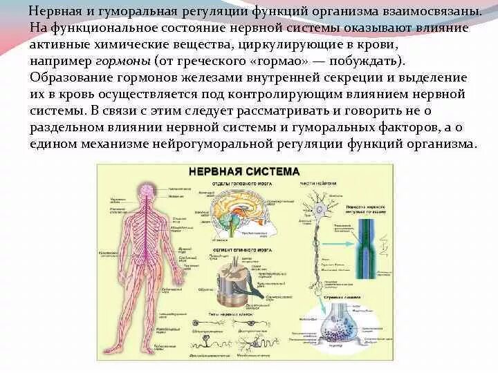 Нервные связи функции. Гуморальная регуляция организма человека. Гуморальная и нервная регуляция гормона. Нервно гуморальная регуляция и гуморальная. Гуморальная регуляция через кровь.