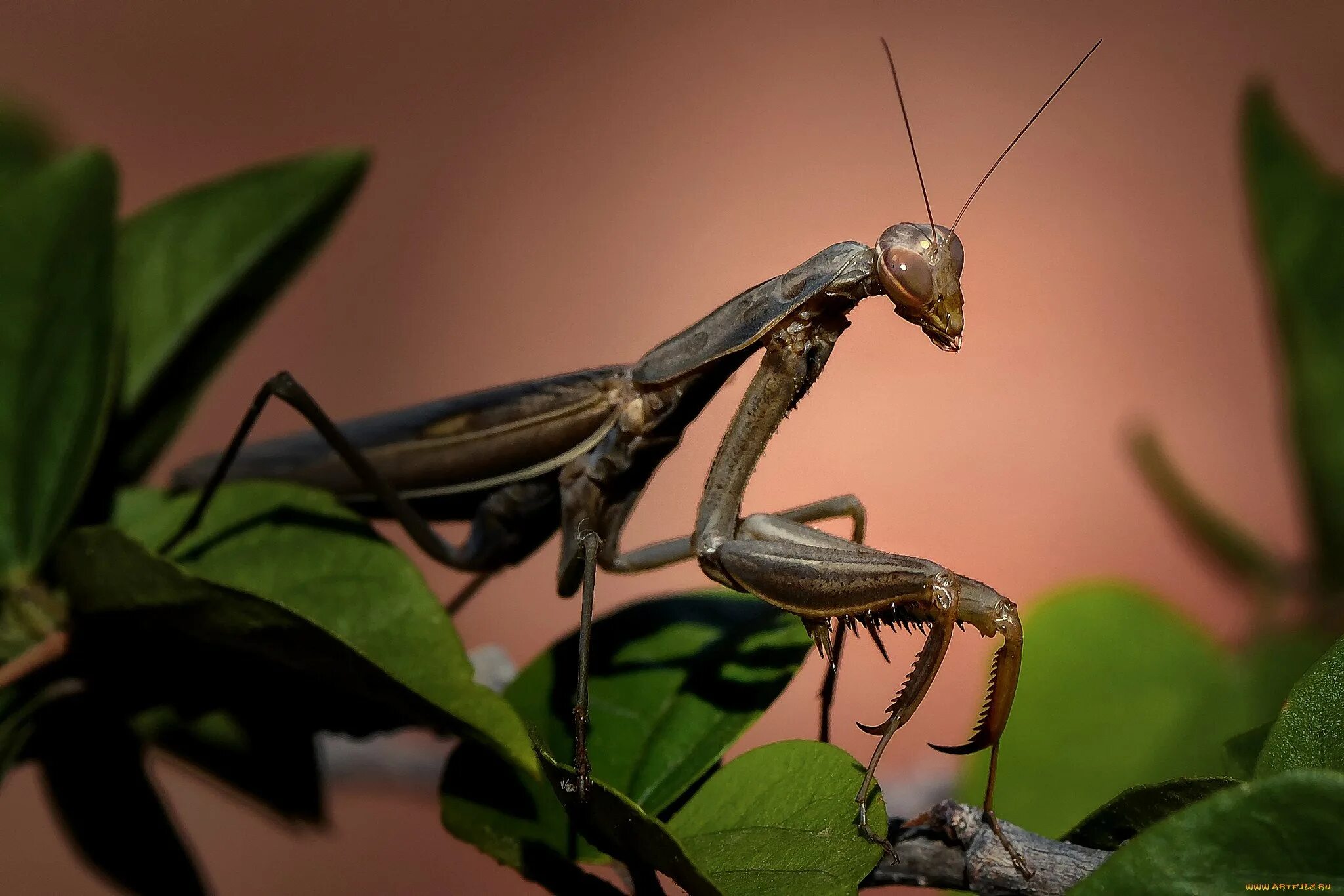 Земляной богомол. Земляной богомол (Geomantis Larvoides). Жук богомол. Чёрный Мантис богомол.