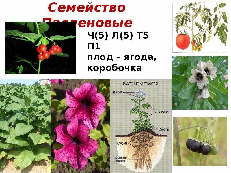 Паслен томат и картофель объединяют в одно семейство выберите три признака по ко