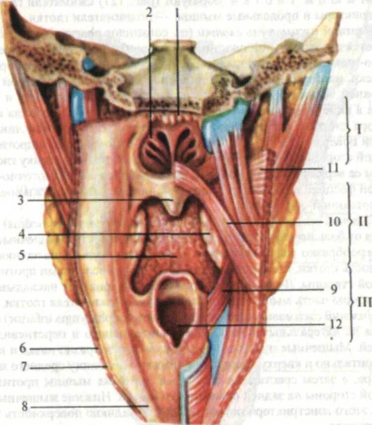 Карманы глотки. Pars laryngea, гортанная часть.