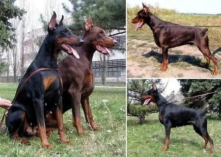 Суки лучше