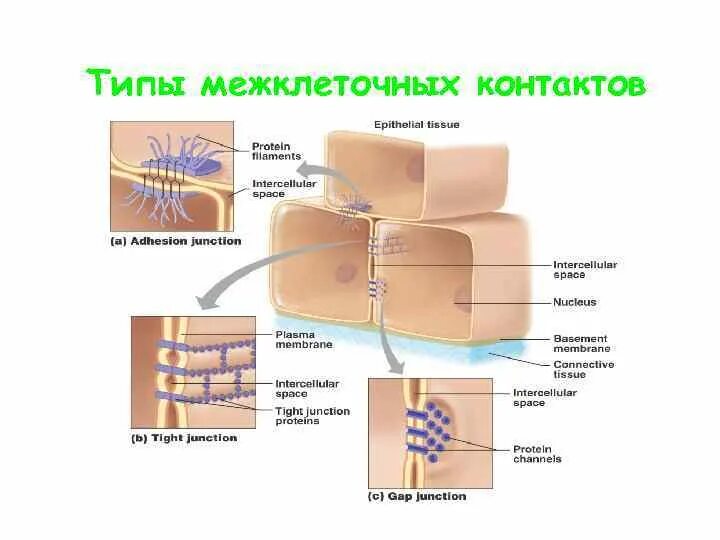 Межклеточные контакты десмосомы. Межклеточные контакты строение и функции. Межклеточные контакты эпителиальной ткани. Межклеточные контакты эпителия. Межклеточные контакты эпителиальной ткани.