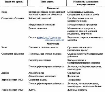 Какая ткань защищает органы