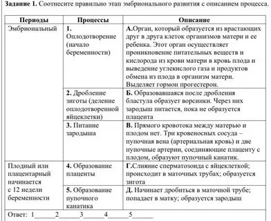 Какие процессы происходят на этапе эмбрионального развития