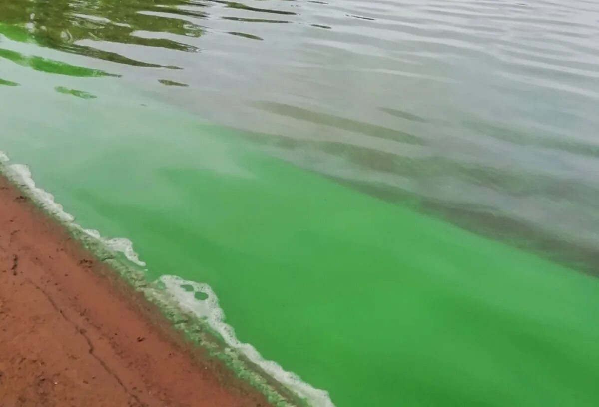 Омск под водой. Как выглядят зеленые воды. Источники воды в Омской области. Надежденское озеро у Иртыша. Большекулачье озеро у Иртыша.