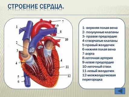 Легочная вена левый желудочек