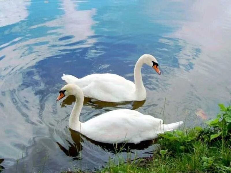 Песня скажите лебеди скажите белые. Лебедь фото. Лебедь Эстетика природа. Фото Лебединая верность. Лебединая пара.