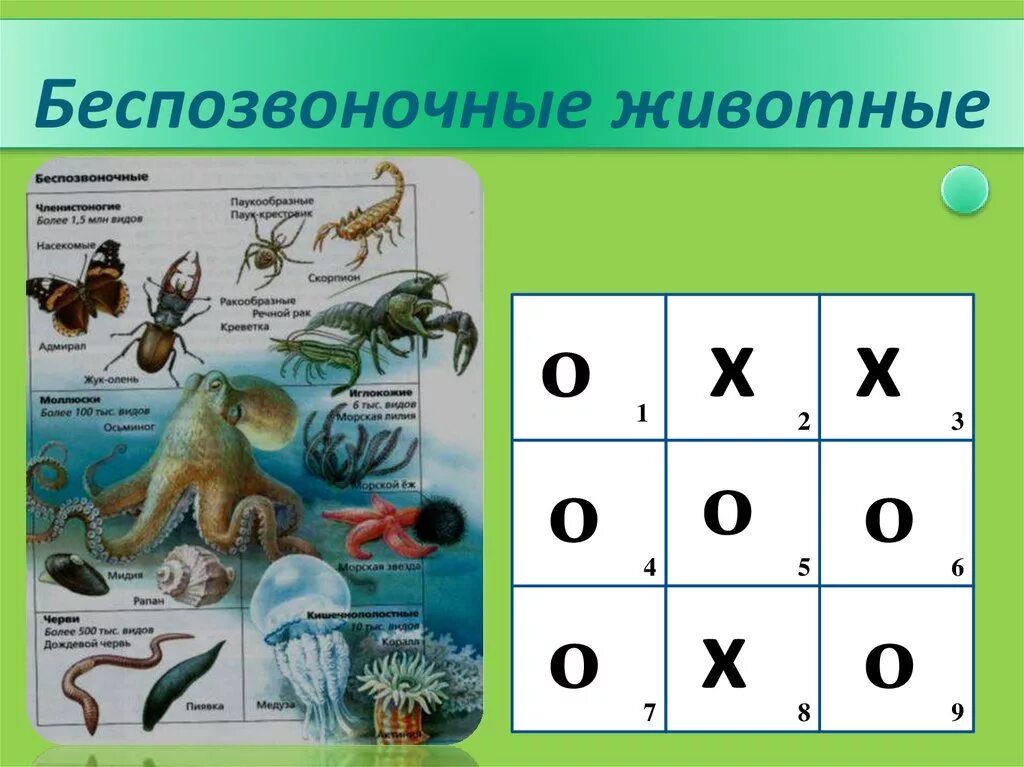 Контрольная работа по теме позвоночные животные 7. Беспозвоночные животные. Позвоночные и беспозвоночные животные. Класс беспозвоночные животные. Многоклеточные беспозвоночные животные.