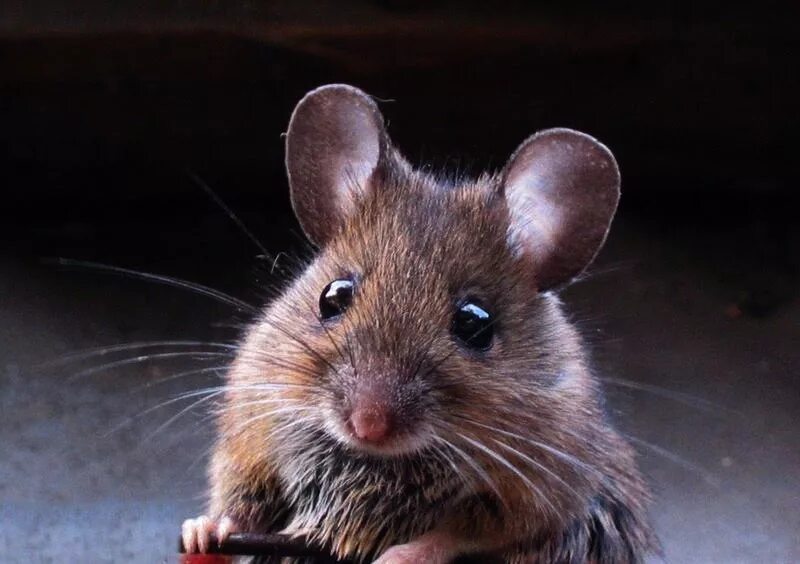 реальная мышь. крыса песчанка. мышь домовая (mus musculus l. Mus musculus домовая мышь. мышка.