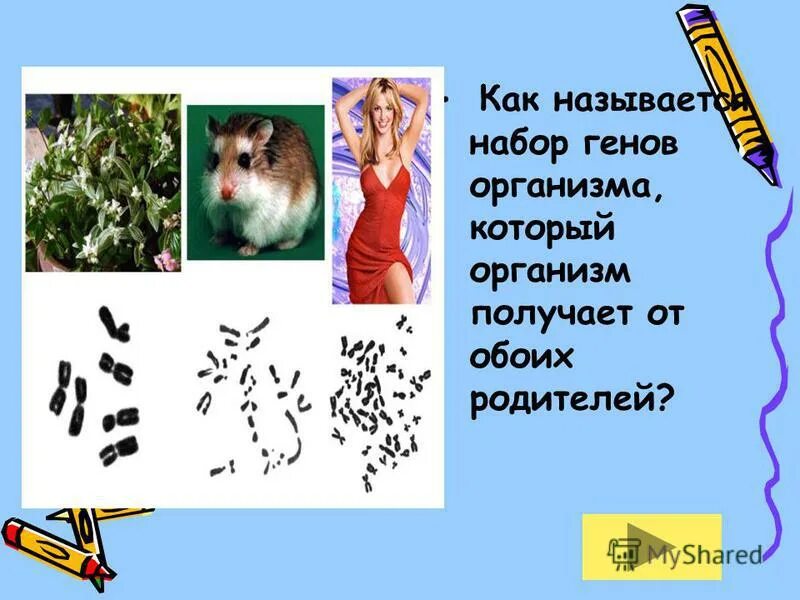 Набор генов. Наследственная информация и передача ее из поколения в поколение. Аллельные гены определяют. Доказательства кроссинговера. Что называют геном.