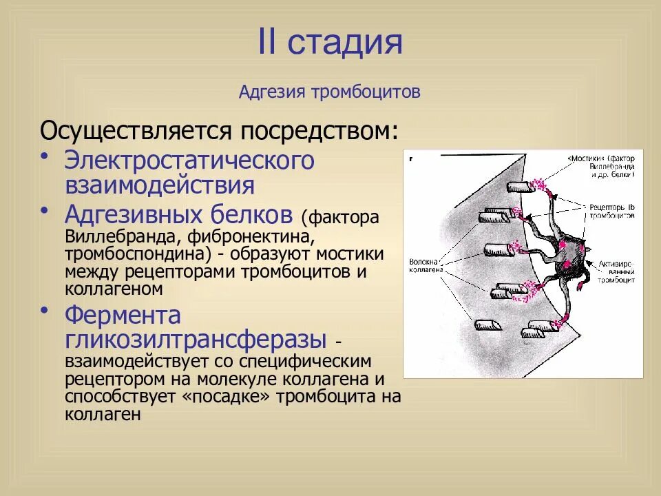 Эвольвер 2 этапа. Адгезивные рецепторы тромбоцитов. Стадии адгезии тромбоцитов. Рецепторы адгезии тромбоцитов. За счет чего осуществляется адгезия.