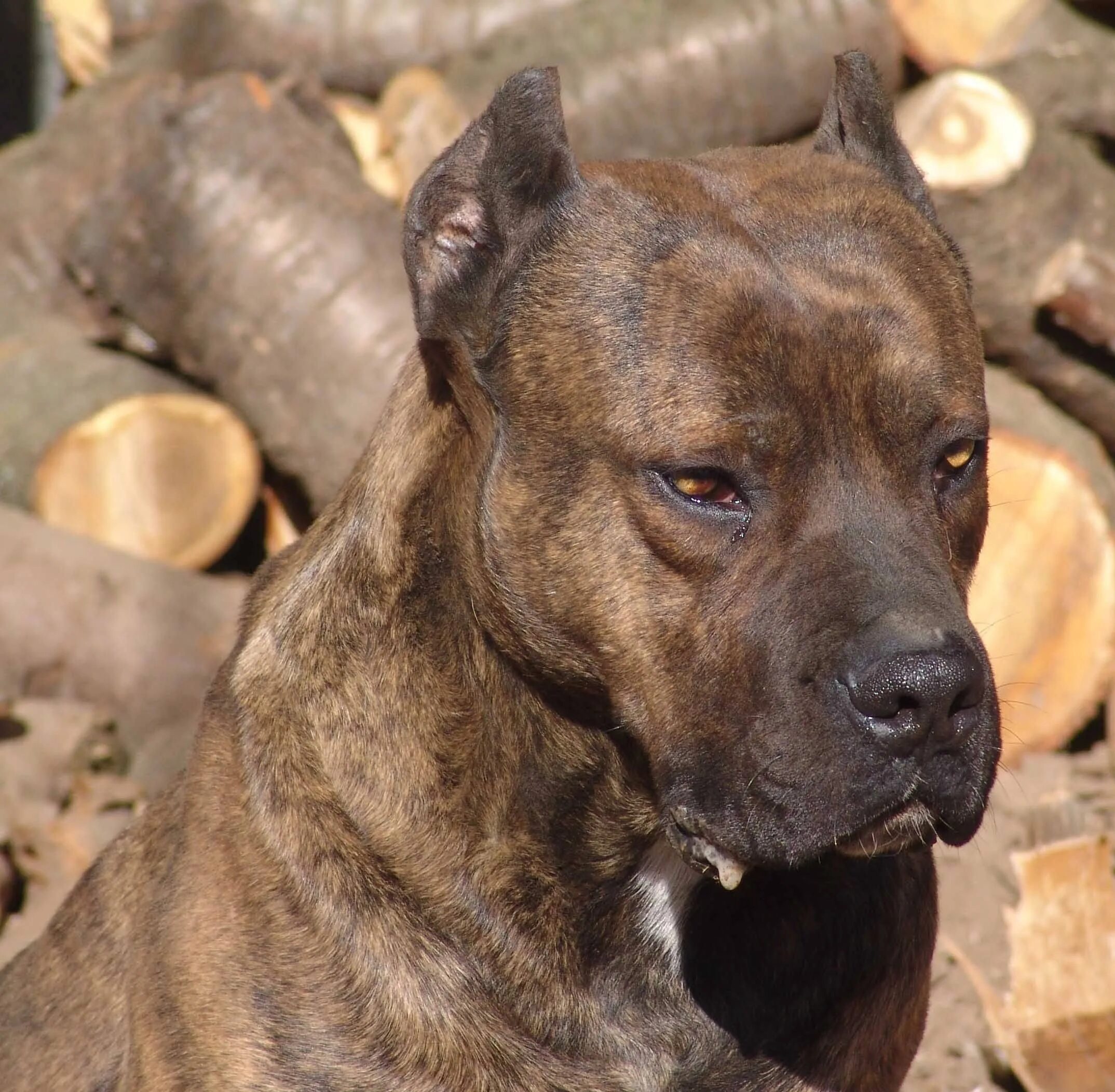 Испанский дог алано. Испанский бульдог алано. Испанский бульдог алано. Кавказский волкодав. Алано эспаньола порода собак.