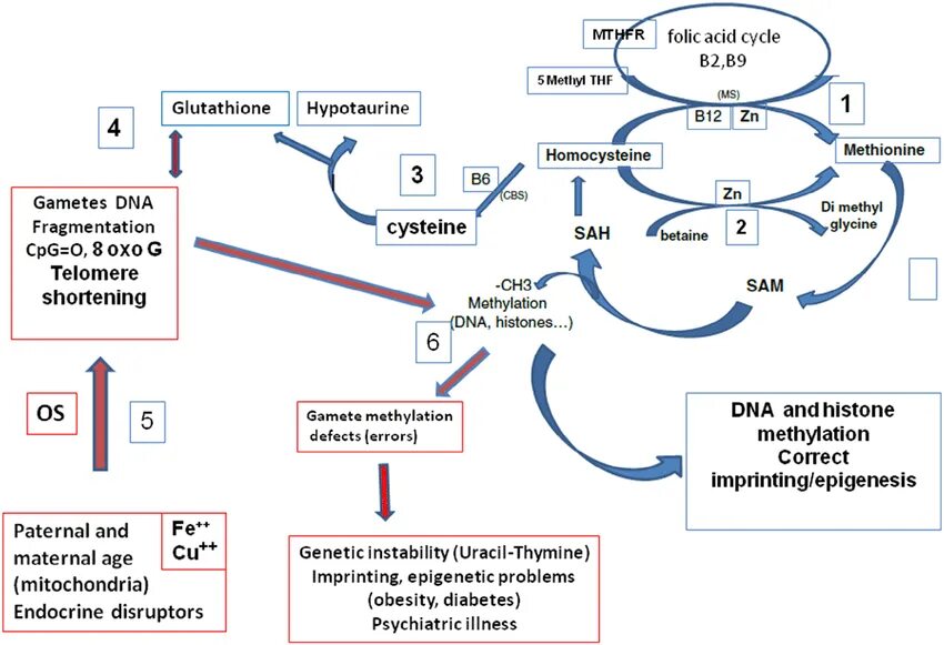 Метаболизм гомоцистеина схема. Фолатный цикл и гомоцистеин. Метилирование метионин гомоцистеин. Схема фолатного цикла.