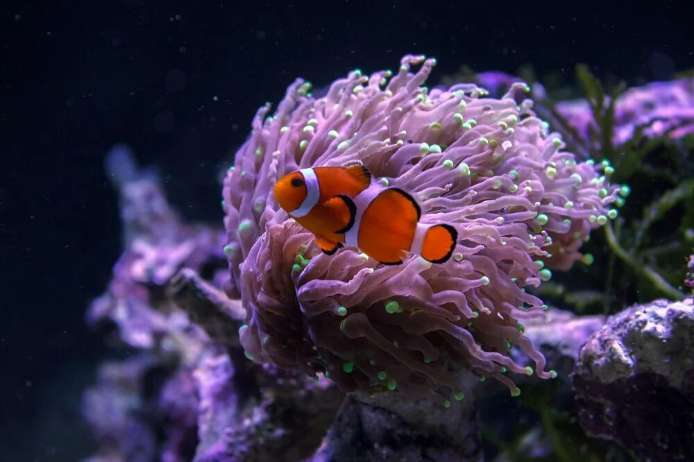 Amphiprion rubrocinctus. Клоун оцеллярис крипт. Морской аквариум. Крипт в морском аквариуме.