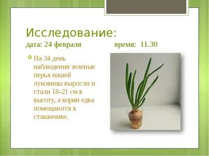 Таблица роста луковицы 5 класс