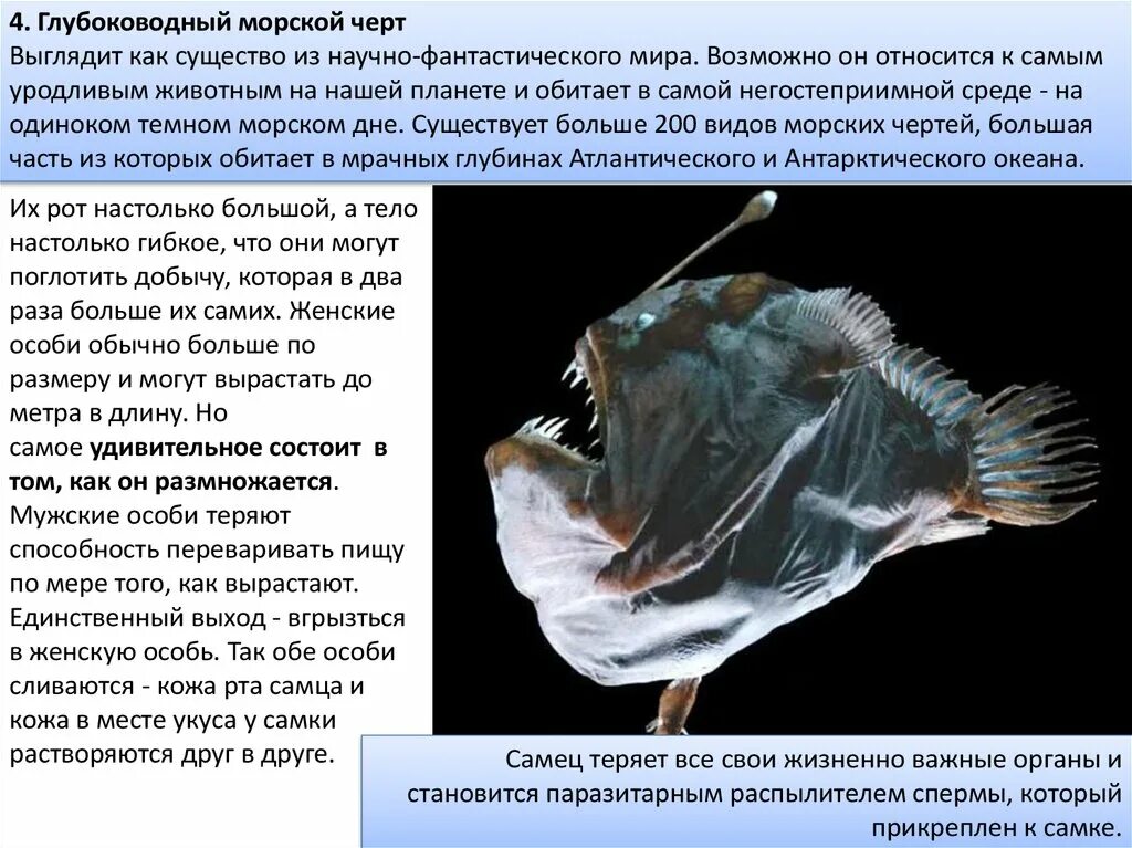 Сравните условия обитания рыб удильщика и акулы. Рыба удильщик самец и самка. глубоководный удильщик самка. морской черт доклад. глубоководный удильщик самец.