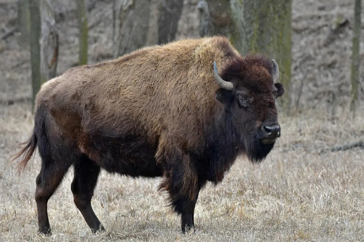 Бизон картинка. Бизоны в Северной Америке. Животные Северной Америки Бизон. Степной Бизон. Бизон (Bison Bison).