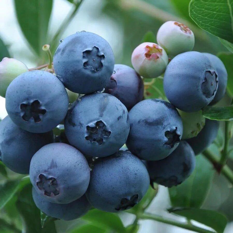 морозостойкость сортов голубики. голубика высокорослая нортланд. голубика сорт норт блю. голубика высокорослая джерси. голубика высокорослая эллиот.