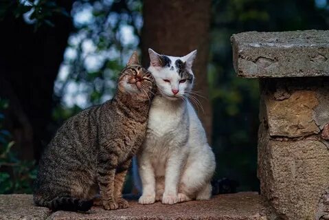 Кошка 2 кота