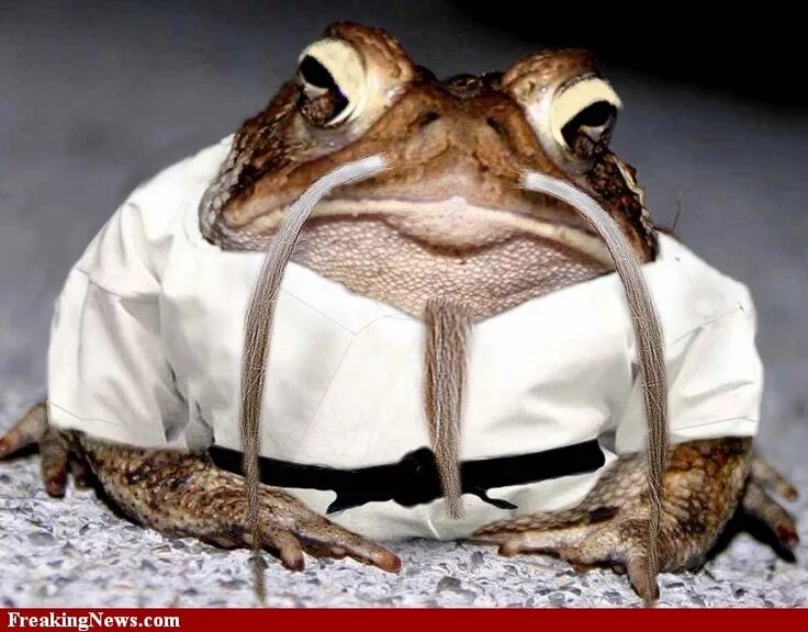 Cyclops Frog Frog pictures, Frog, Funny frog pictures