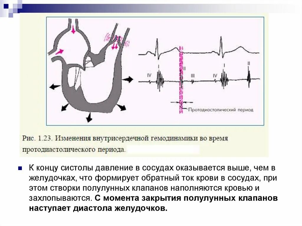 Внутрисердечная гемодинамика. Внутрисердечная гемодинамика в норме. Давление в желудочке в конце систолы. Протодиастолический период.