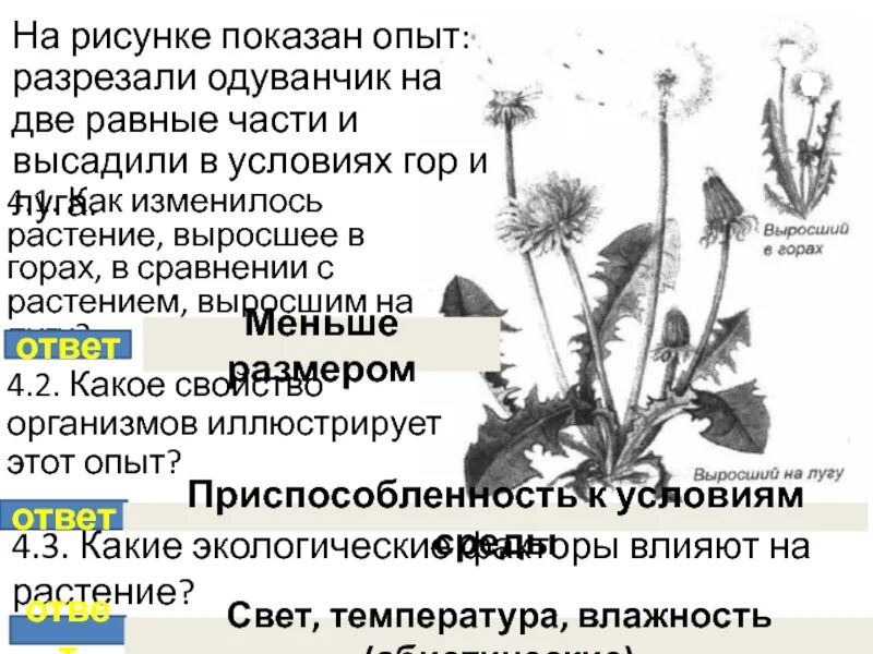 Одуванчик выросший в условиях гор. Одуванчик выросший на лугу и в горах. Какое свойство живых систем показано на рисунке. Одуванчик выросший в горах и на лугу сравнение. Сходства одуванчика