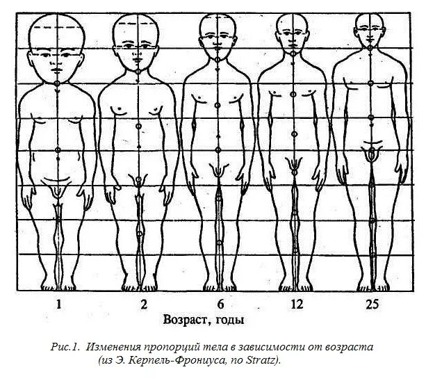 Пропорции тела в разном возрасте. Изменения пропорций ребенка. Пропорции тела подростка девочки. Изменение пропорций тела с возрастом.