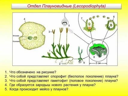 Роль мужского гаметофита в размножении