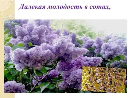 Пастернак сирень