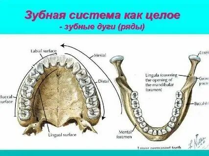Ряд дуг 6 букв