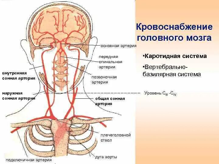 Наружная сонная артерия где. Внутренняя Сонная артерия кровоснабжает. Внутренняя Сонная артерия кровоснабжение схема. Внутренняя Сонная артерия кровоснабжает головной мозг. Схема кровоснабжения головного мозга человека анатомия.