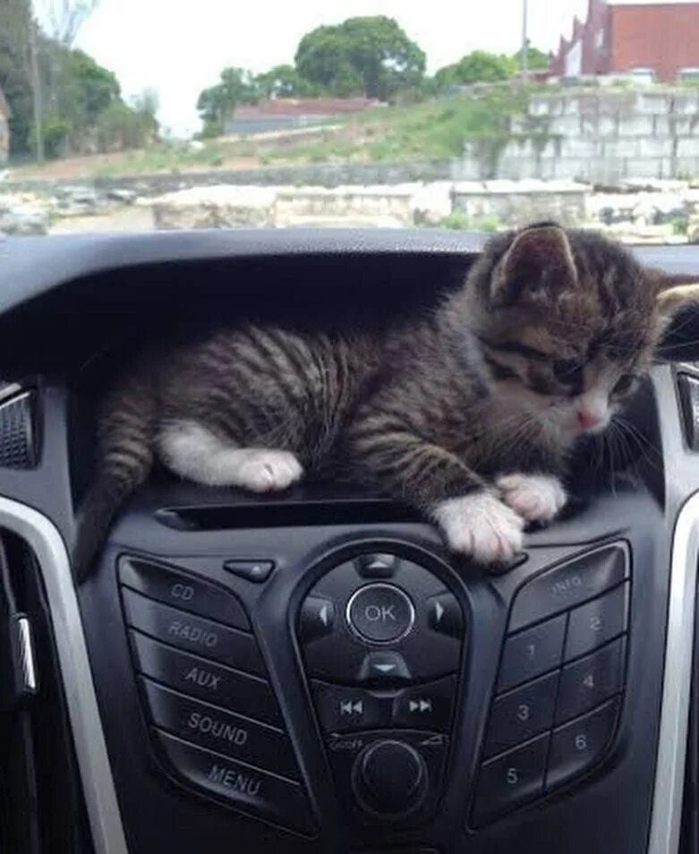 Кот должен быть. Кот в машине. котик на автомобиле. кот в машинке. машина для котов.