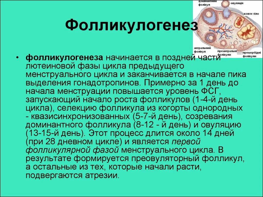 Лечение фолликулов. Образование фолликула. Фолликулогенез в яичнике. Яичниковый цикл фолликулогенез. Фолликулогенез стадии.