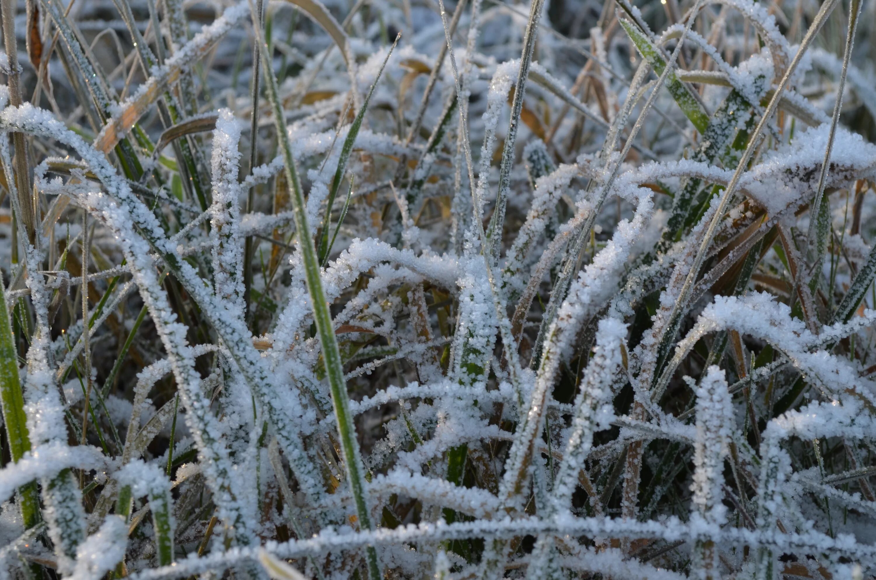 Местами заморозки. Заморозки растения. Растения зимой. Растения под снегом. Заморозки на траве.