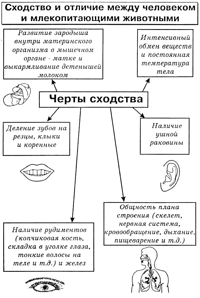 Сходства и различия человека с животными таблица. Схема сходства и различия человека и животных. Общие черты между человеком и животным. Сходства и различия человека и млекопитающих. Человека от животного отличает особенность