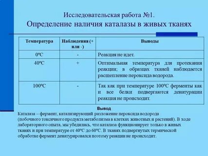 Фермент каталаза содержится во всех живых организмах
